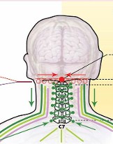 Neuro-Auricular Technique Diagram